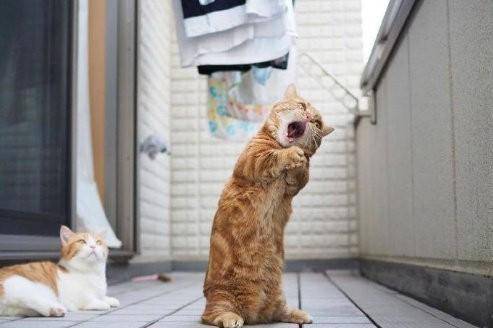 网友家的橘猫站起来引昂高歌,旁边的猫懵了,橘猫我真的没醉!