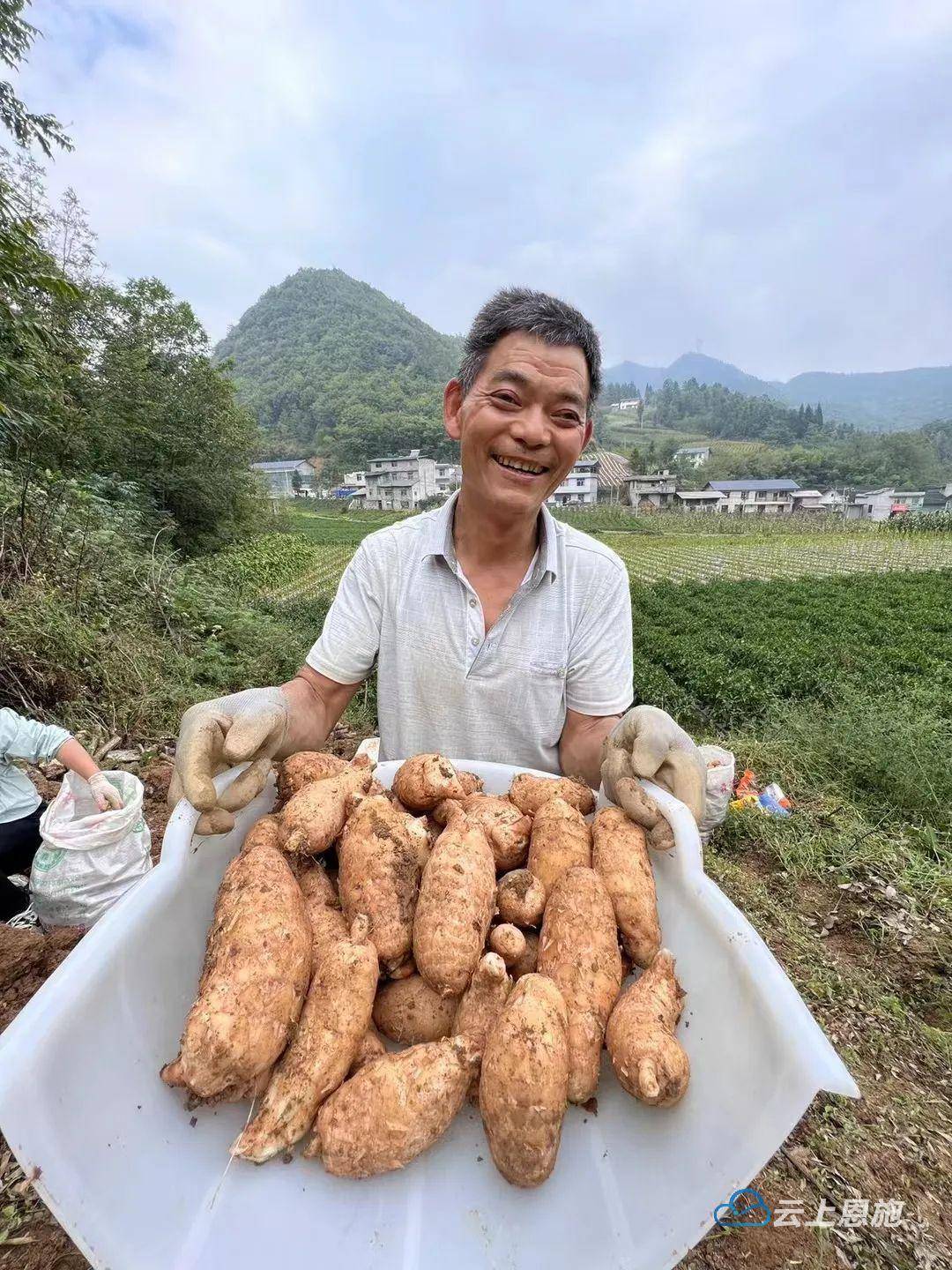 中央纪委网站报道巴东 畅通天麻产业路_销售_项目_石家