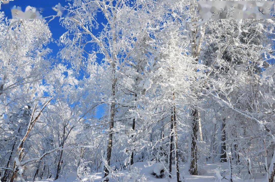 雪地里的白桦林图片