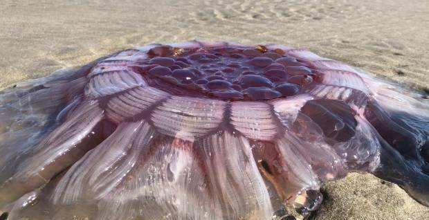 一般情况来说,氰水母的身体宽度约50厘米,这已经算是比较大的了,人类