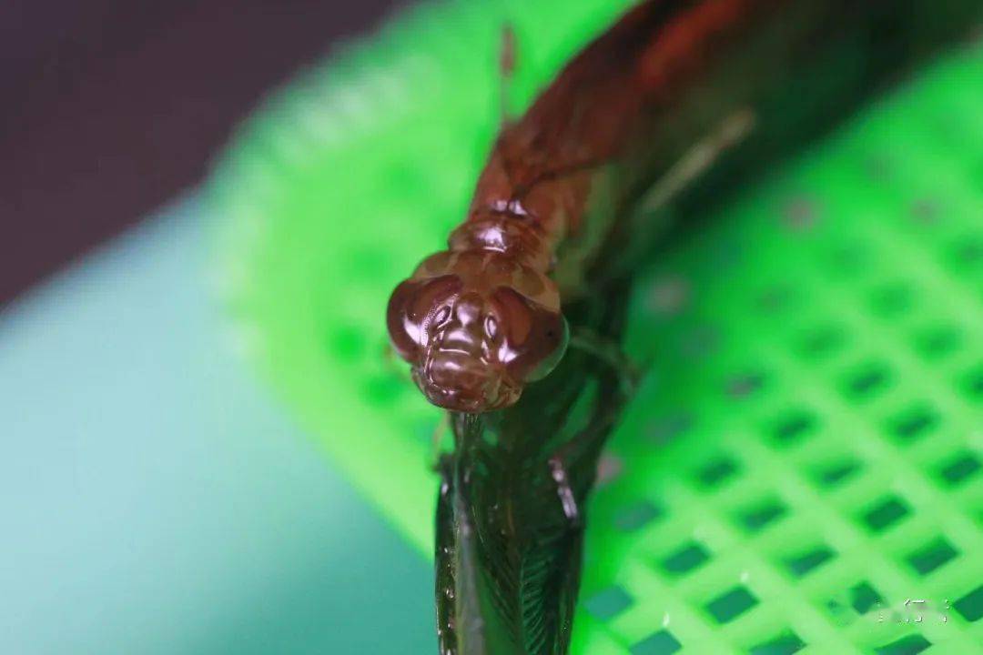 中年男人有三宝:螳螂,蜻蜓,癞蛤蟆_自然_研究_动植物