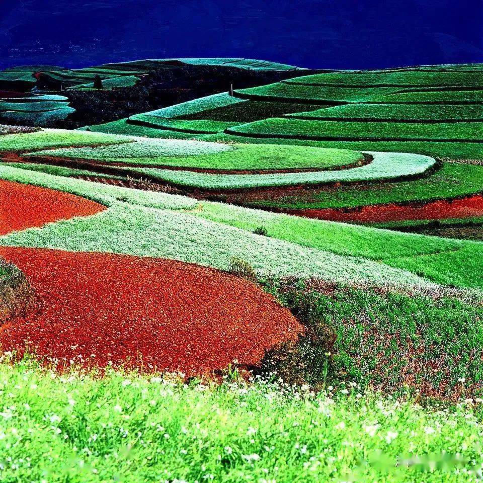 每年5月到来年2月,一部分红土地翻耕待种,另一部分红土地种满青稞