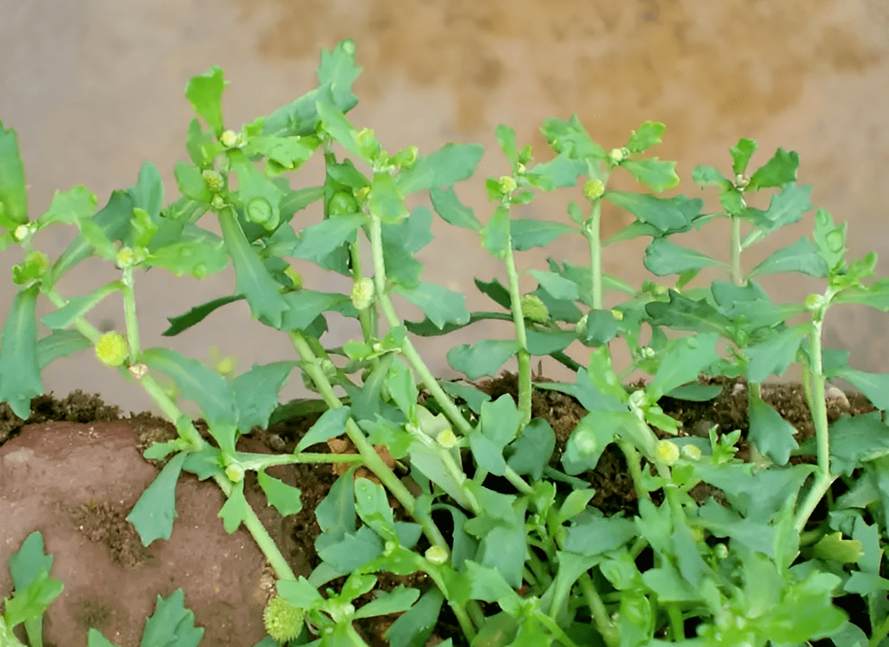 俗称"通鼻草",仅10厘米高,村里老人割去卖,十分珍贵且值钱!