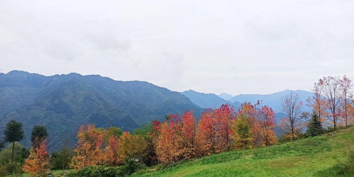 四川什邡川西紅楓嶺,秋天的山嶺層林盡染,爬山賞楓呼吸清新空氣_景區