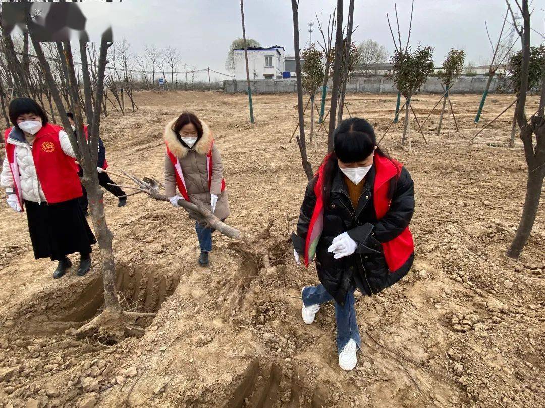 陳橋鎮:搶抓造林黃金期,補植樹苗添新綠_封丘縣_綠化_建設