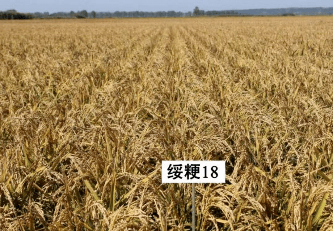 科技农业典型展播】科技引领水稻产业高质量发展_推广_黑龙江省_品种