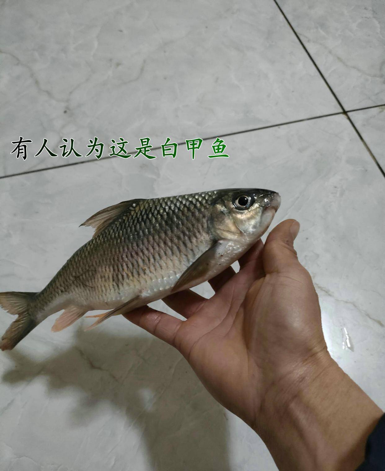 廣東男子多次釣到怪魚,全吃了後才得知是白甲魚,男