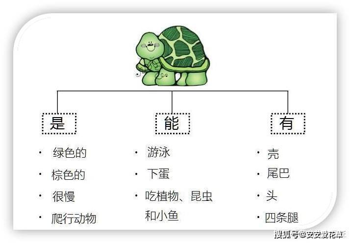 乌龟思维导图图片