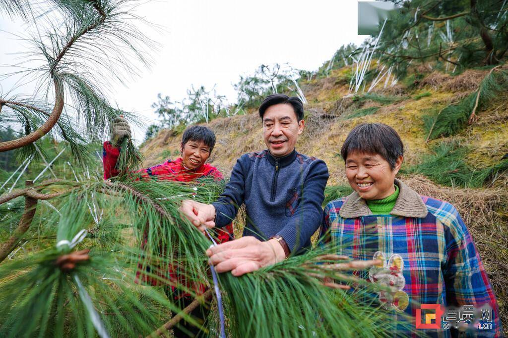 图片新闻｜富顺县马尾松2代无性系种子园