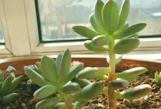 多肉徒长该怎么解决 狠下手 砍头 一株轻松变多棵幼苗 控制 原因 阳光