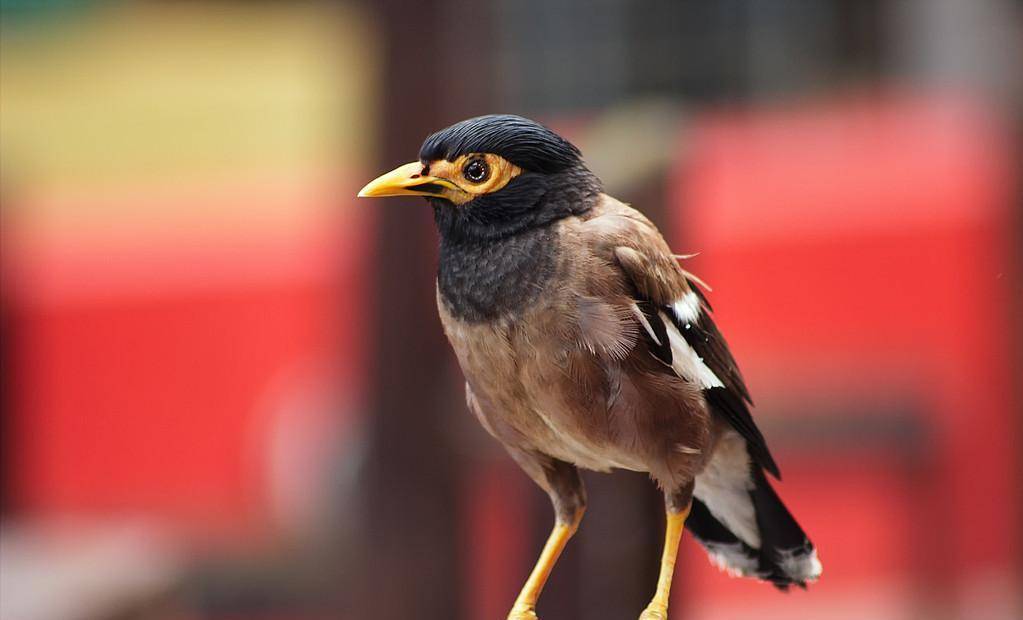 灵巧自如,一会儿 啾啾不已,一会儿又放声高唱,实在有意思