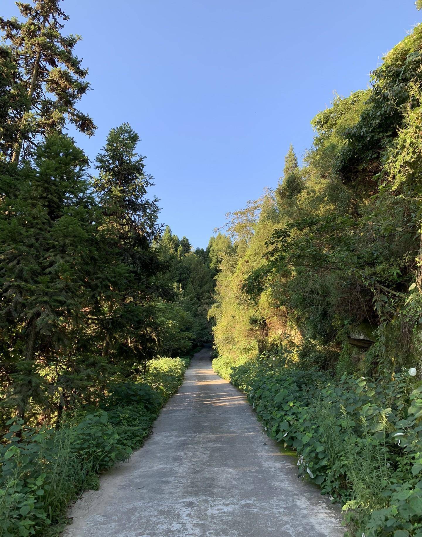 大薤山没有被过度商业开发,因此这里的生态环境极好,山上浓荫遮蔽