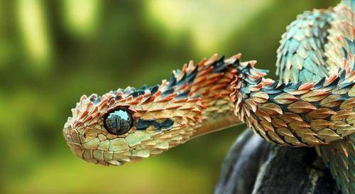 基伍树蝰又叫做"毛鳞树蝮",主要分布在非洲中部,栖息于树林中,是不折