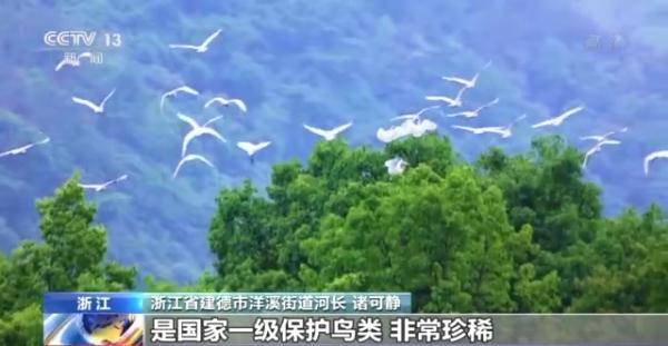 全国多地持续改善生态环境 守护候鸟迁飞通道_保护_湿地_中国