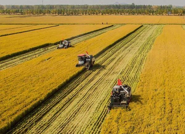 12个亿斤粮乡兴起 江苏东海粮食生产实现19连增_农业_种植_乡镇