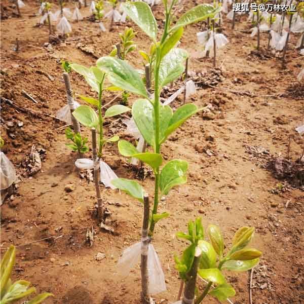 大秋脆甜柿子树苗口感脆甜像苹果一样的日本甜柿子品种_种植_风味