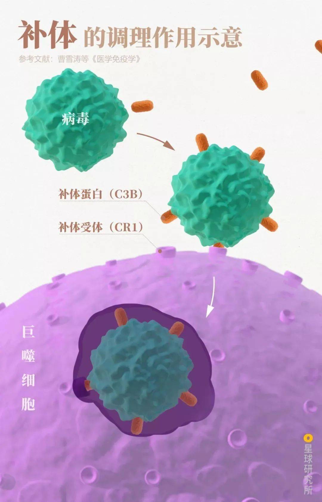 病毒进入细胞图片