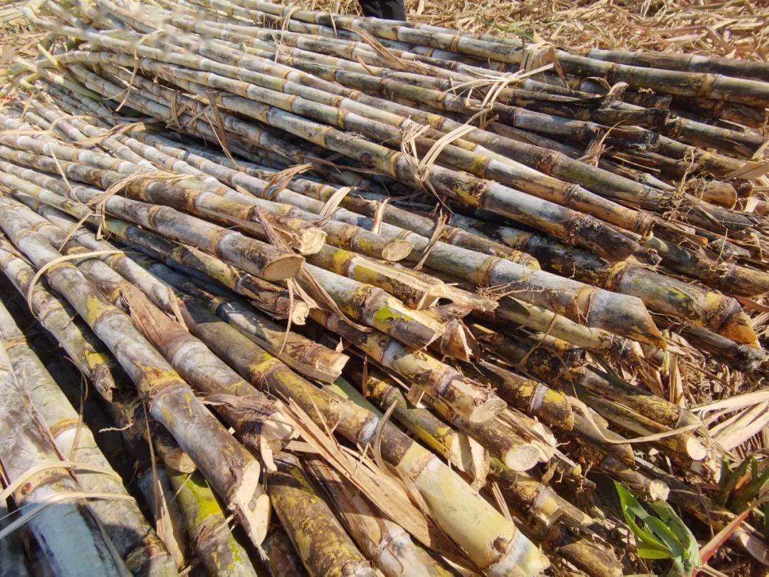 2万吨,预计产糖率135%,计划完成甘蔗种植27万亩,实现净增面积0