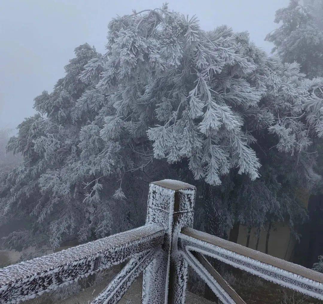 景寧敕木山雖沒下雪但這裡卻是銀裝素裹,美若仙境戳視頻看絕美霧淞