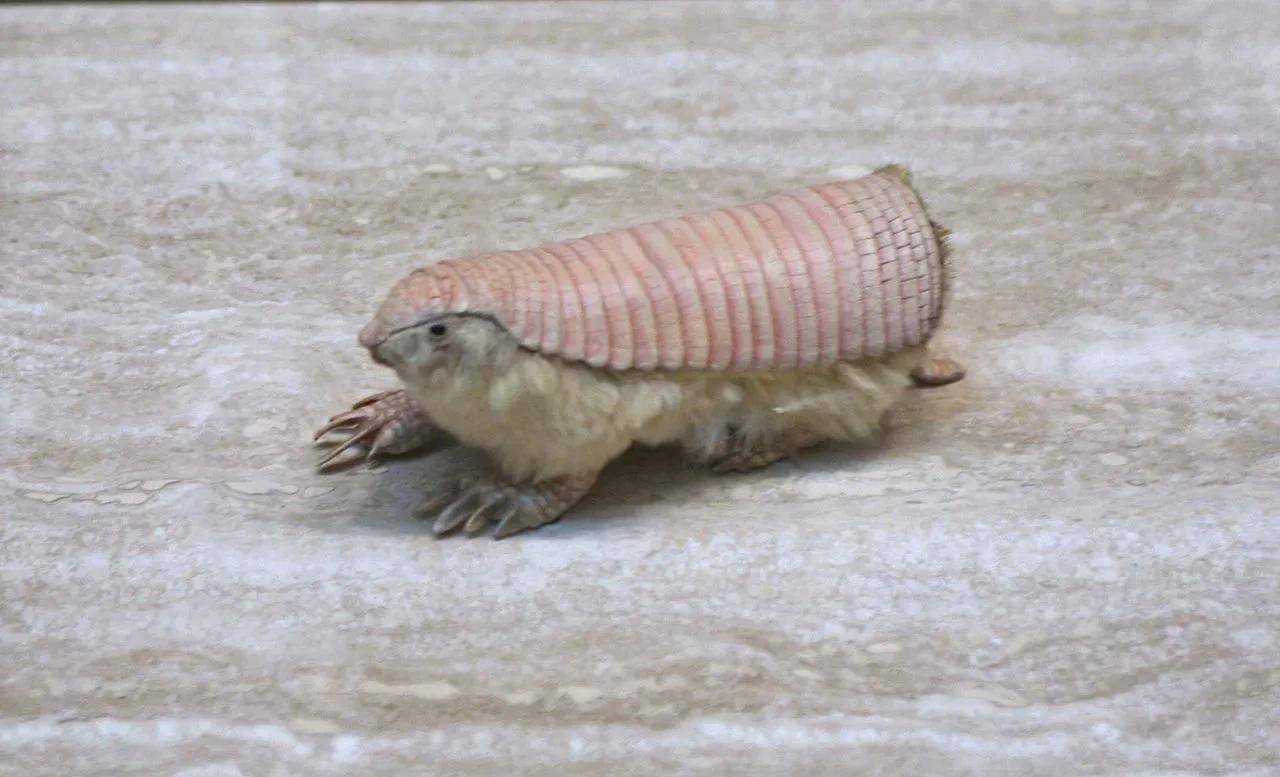 地球上长得稀奇古怪的动物,知多少?_生活_食物_霍加