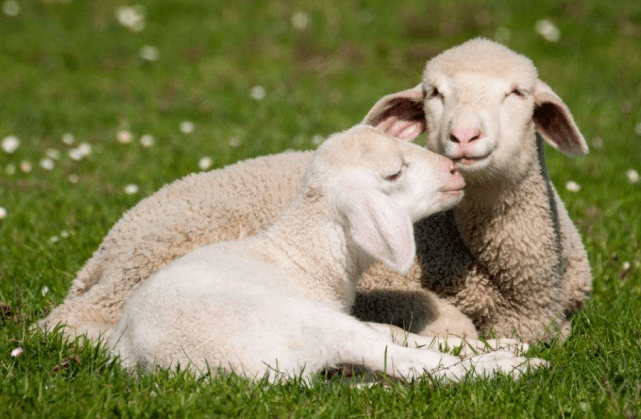 造成母羊流产的四大原因,本文告诉你_饲料_霉菌_传染给