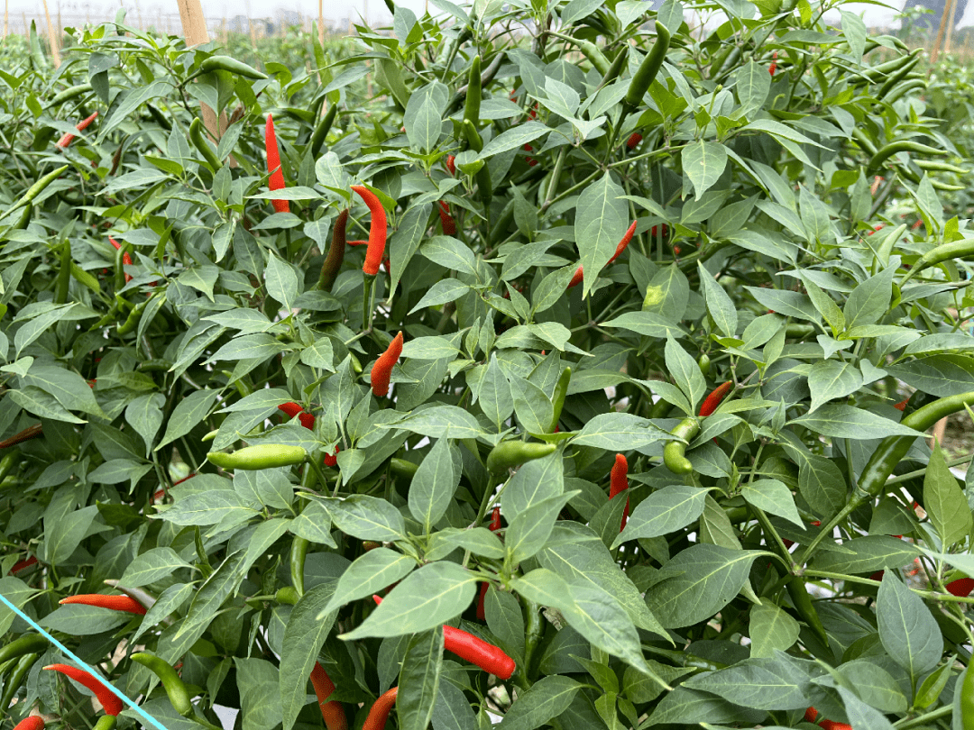 【乡村振兴】小米椒迎丰收 "红火"日子有盼头_种植_辣椒_怀集县