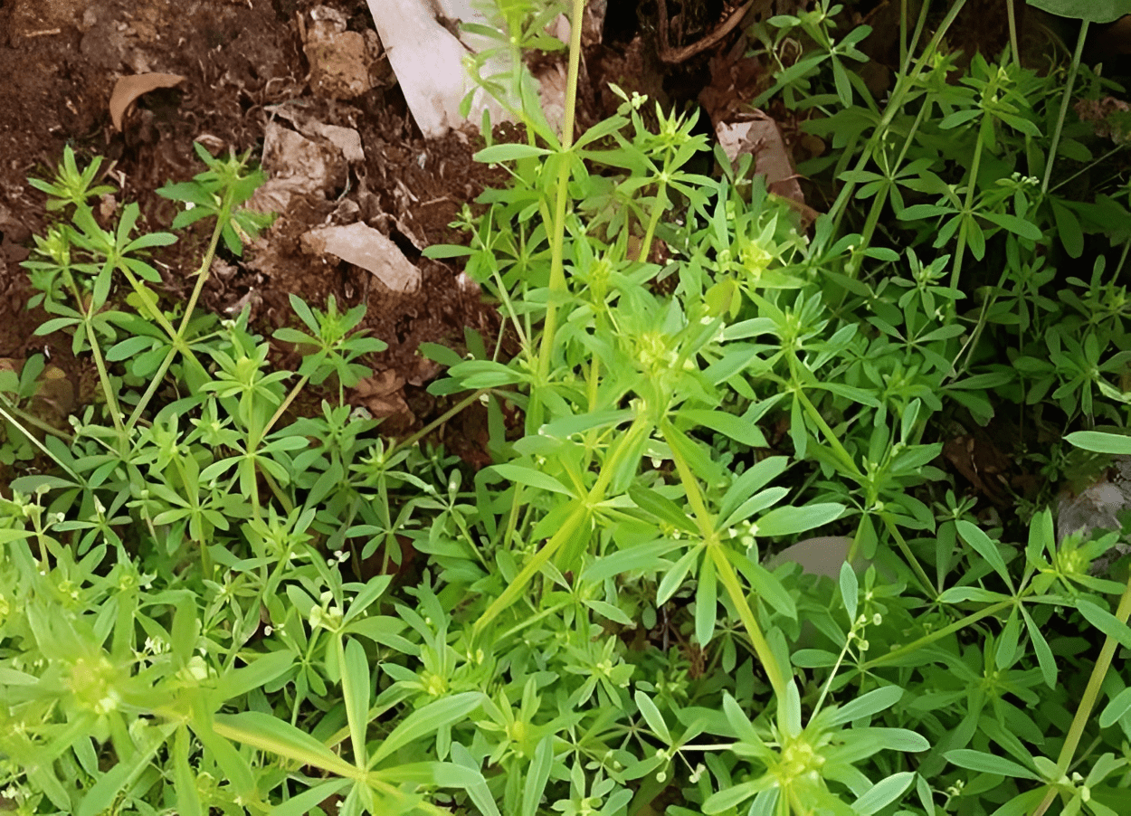 植物_野菜_处理