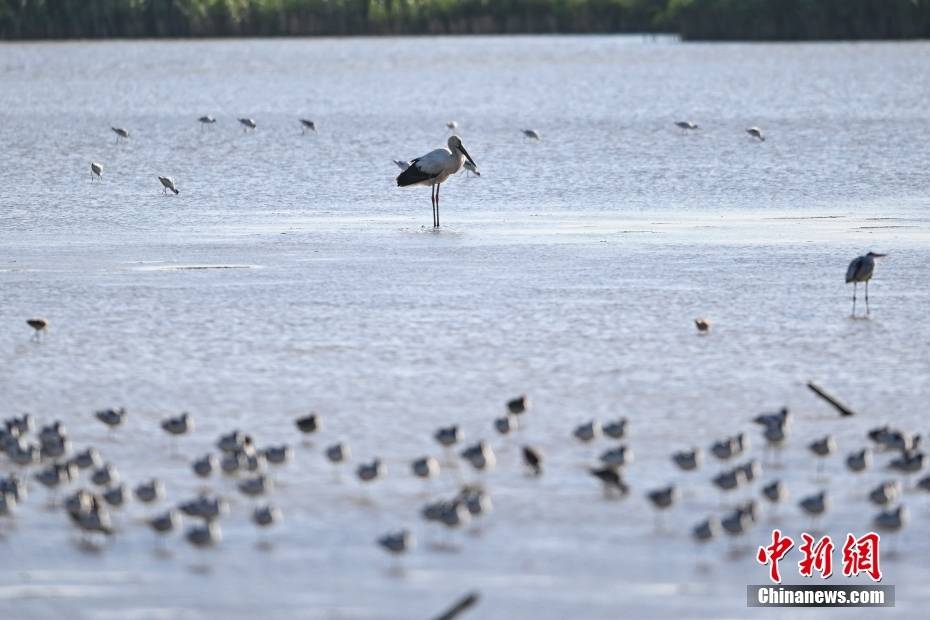 “鸟中国宝”东方白鹳现身广州南沙湿地_广东省_被誉为_候鸟
