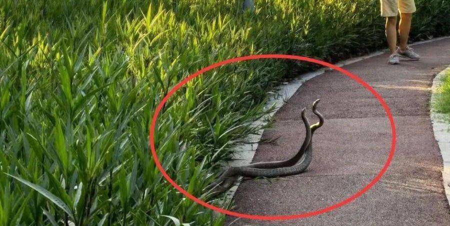 两条蛇缠绕"扭麻花",被农民朋友称为不祥之兆,专家:封建迷信_动物