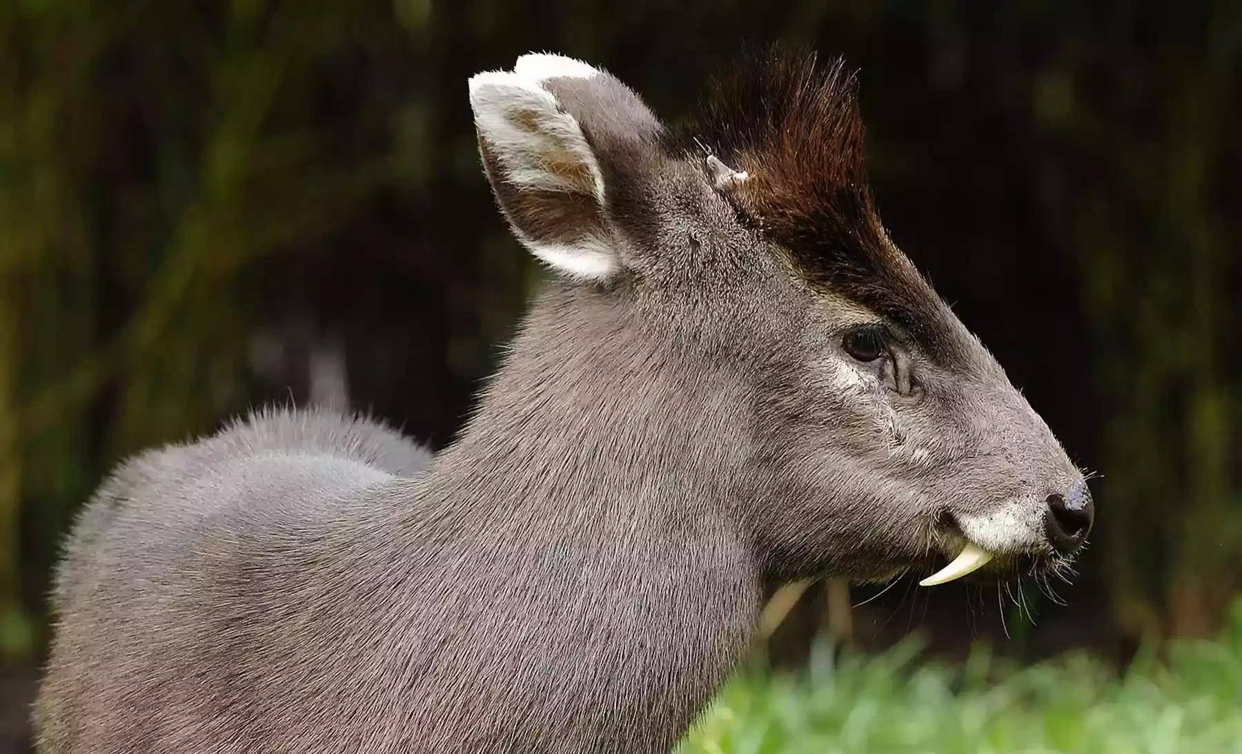 这只在中国发现的黑麂长着一对可怕的尖牙,看起来像是电影里面吸血鬼