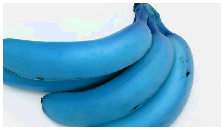 随着越来越多的人了解到这种很奇妙的蓝色香蕉存在,每天前往想要去