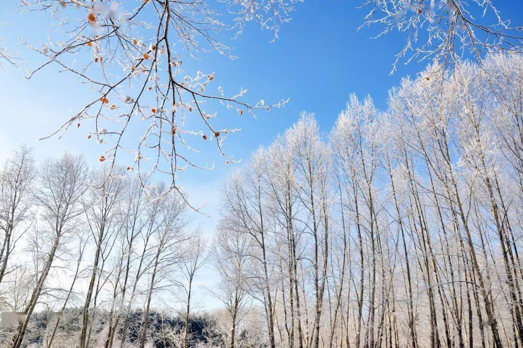 有一种冬天,叫呼伦贝尔_根河_白桦林_冰雪