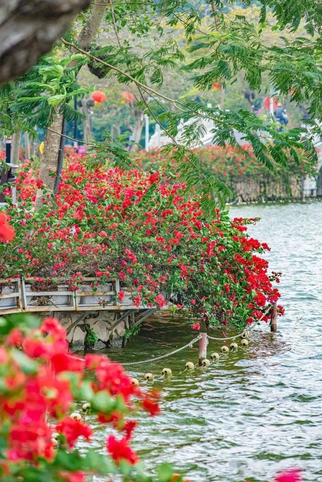 惠州市的市花,开了!_梅花_西湖_湖景区