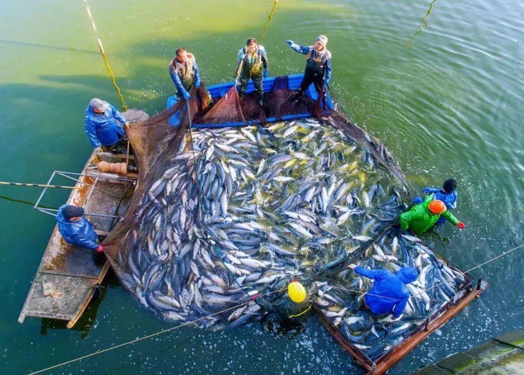 甘露青鱼开捕,唱响"丰收渔歌"!_无锡_肉质_口感