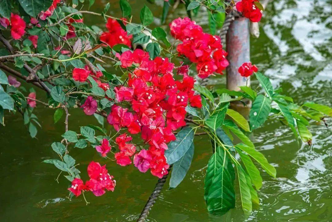 惠州市的市花,开了!_梅花_西湖_湖景区
