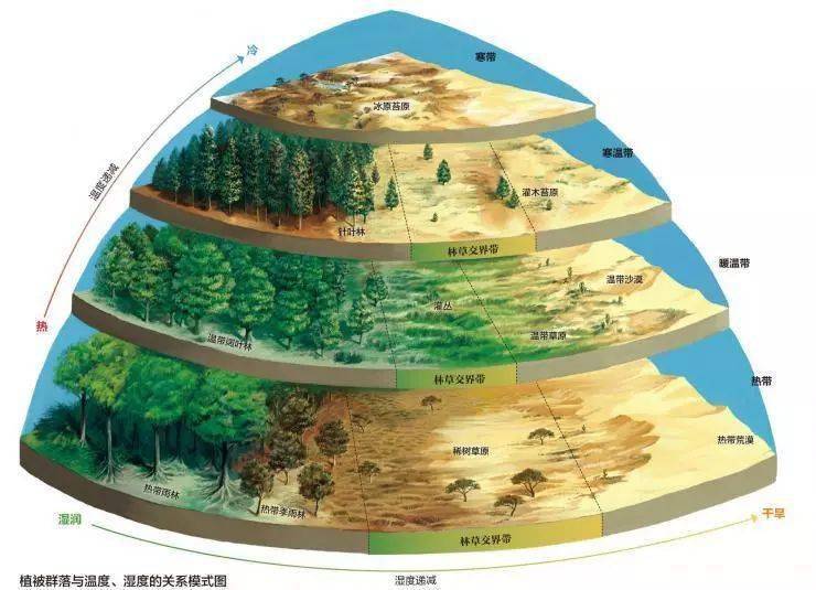 陆地自然带模式图图片