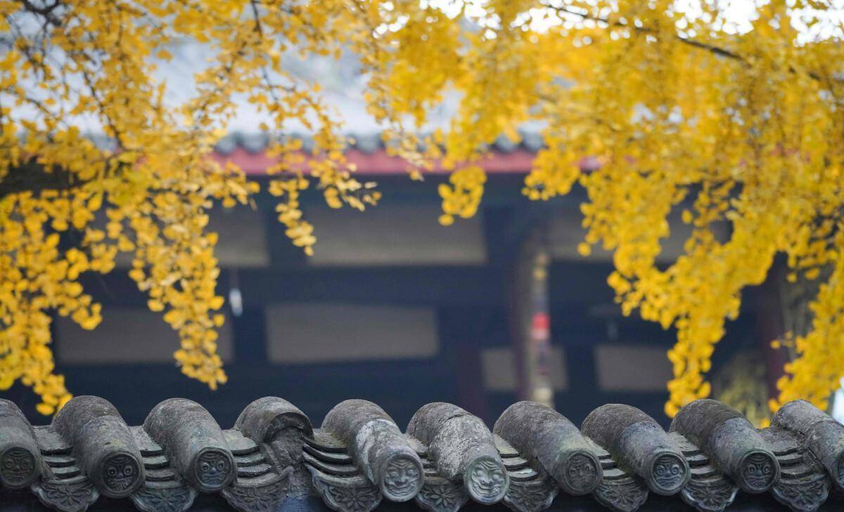 古树,古风犹存而被誉为古银杏村因村内分布着2000多亩集中连片的古