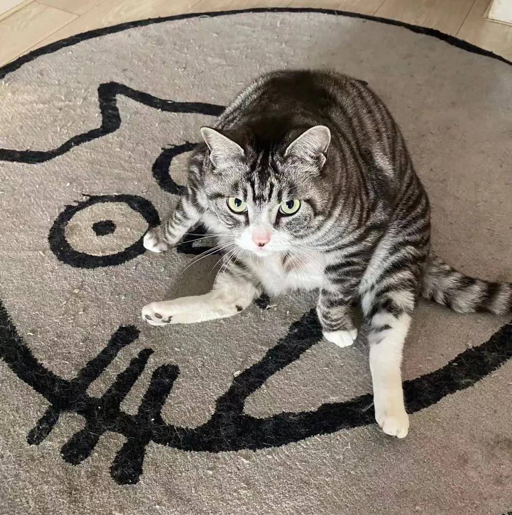 猛盯猫咪裆部超过2分钟,会发生什么