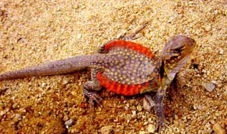 蜡皮蜥:我国稀有的一种蜥蜴,遭遇的生存之殇