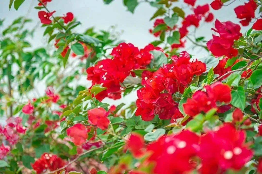 惠州市的市花,开了!_梅花_西湖_湖景区