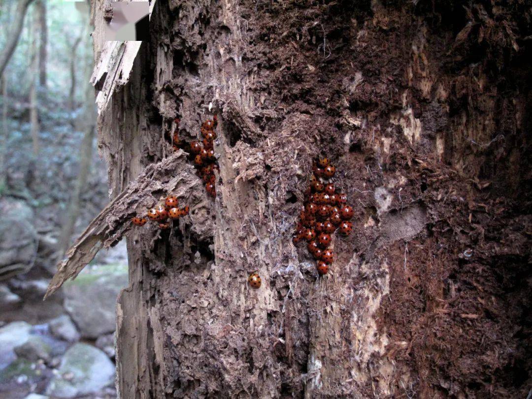 初冬鄞江山野探幽寻宝_环境_地方_大量的