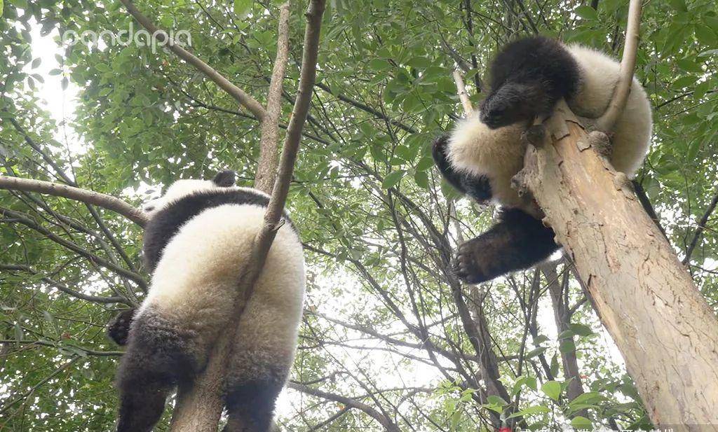川仔 耀耀所以下次大家在熊猫基地游玩的时候,一定要记得多多抬往往