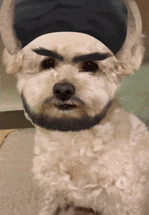 狗狗被打扮成大侠,气质直线上升,乔峰大叔有点萌!