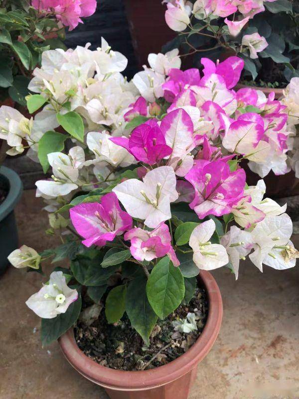 三角梅品种绿叶樱花和口红_绿色_先端_白色