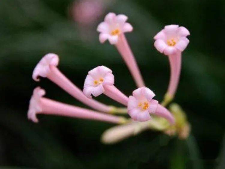 花量_石蒜_开花