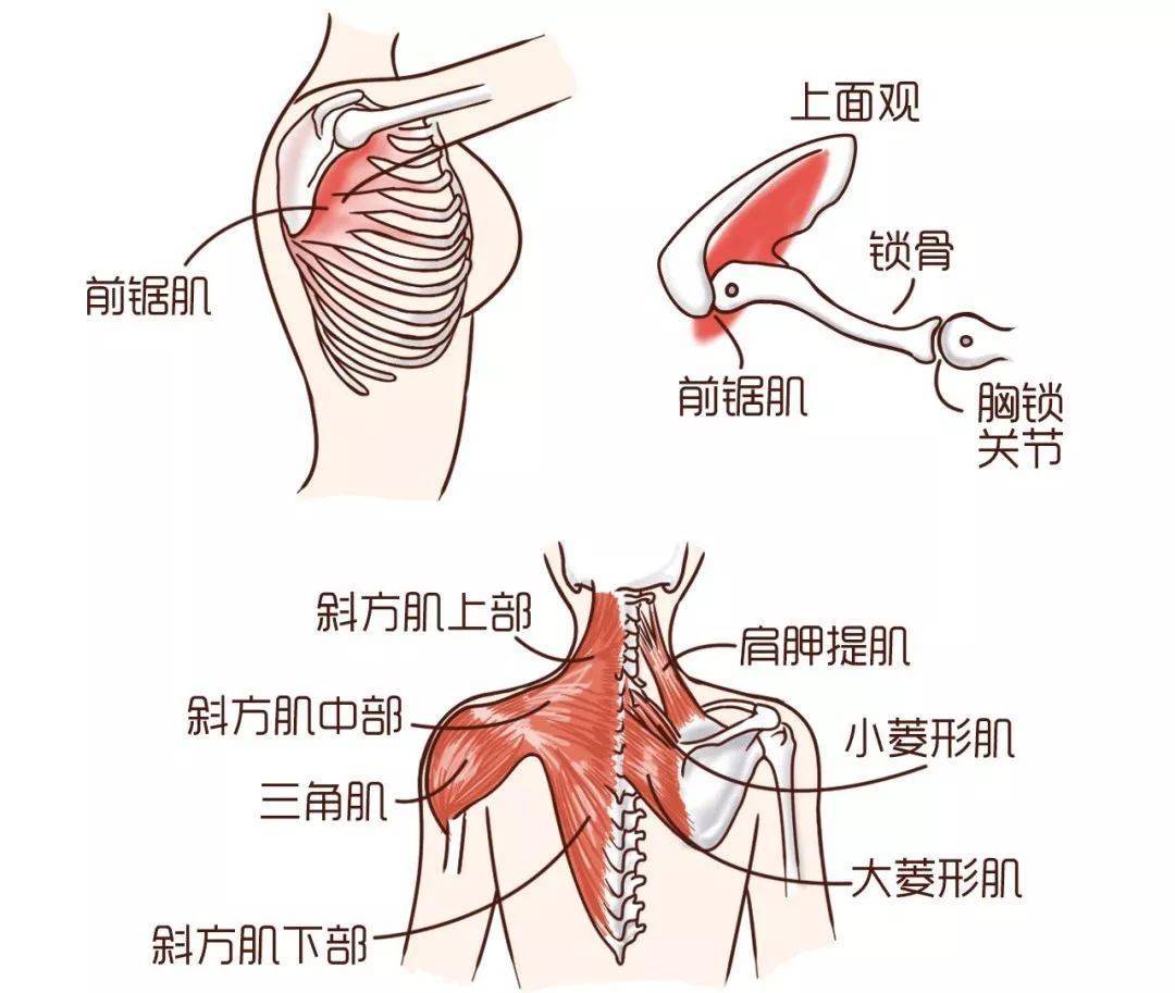 肩胛骨周围肌肉图片