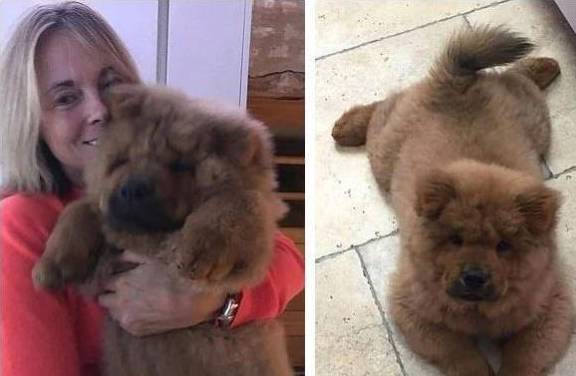 松狮犬因咬人被抓,成千上万人为它请命,警方却另有说法_bungle_狗狗