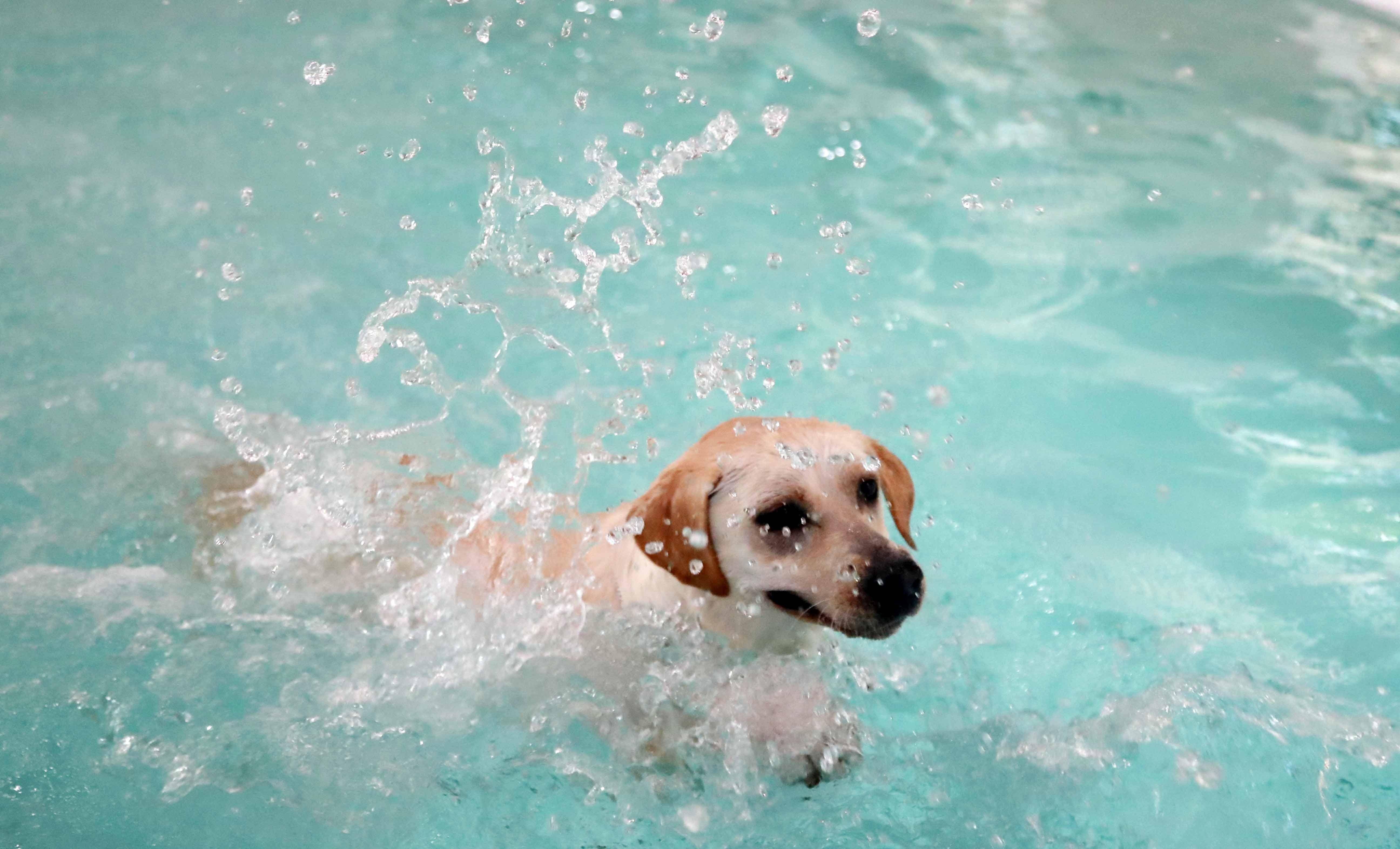 狗狗游泳表情包图片