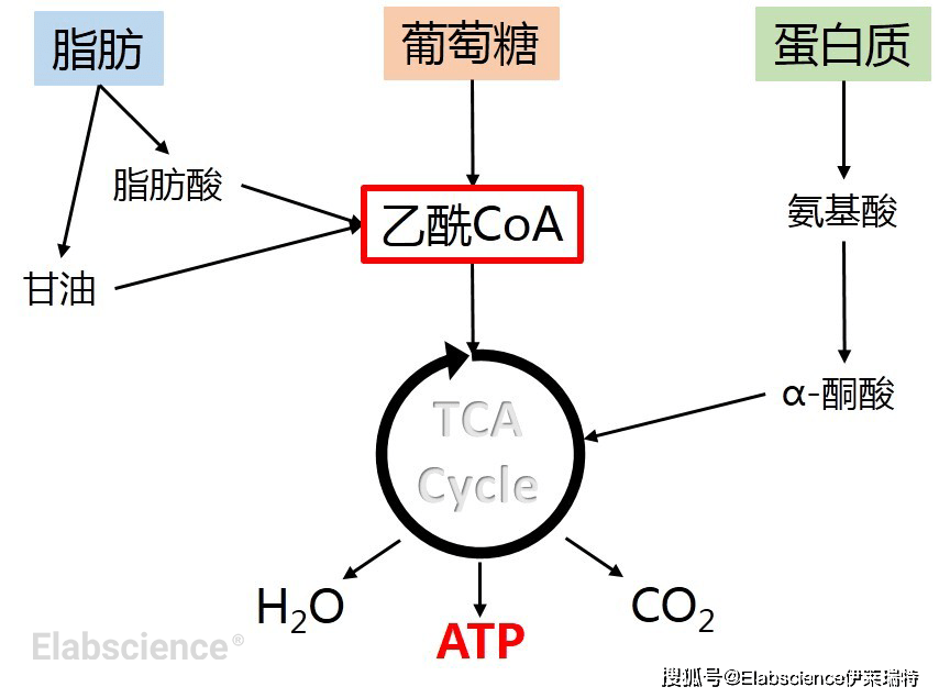 elabscience_三羧酸循環代謝檢測那些事_反應_檸檬酸_氧化