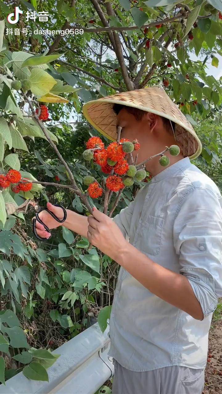 构树 楮实子 硕果累累 家乡野果